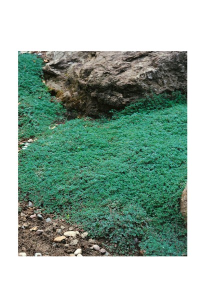 Чебрець ранній Псевдоланугіносус